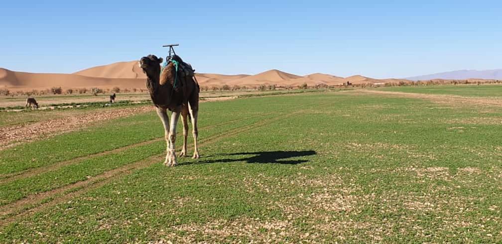 מחמיד Chegaga Desert Trips Camp מראה חיצוני תמונה